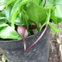 Arisarum proboscideum