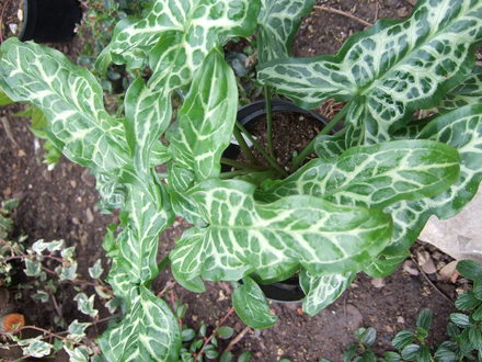 Arum italicum 'Marmoratum' (Arum italicum (Lords and ladies))