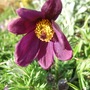 Pulsatilla_vulgaris__rubra_