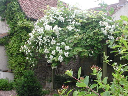 Rosa Kiftsgate
