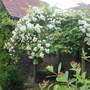 Rosa_kiftsgate