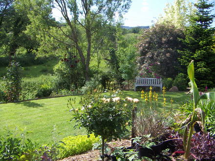 A garden flower photo