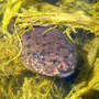 Bullfrog_tadpole_mouthclose_3-29-05_med