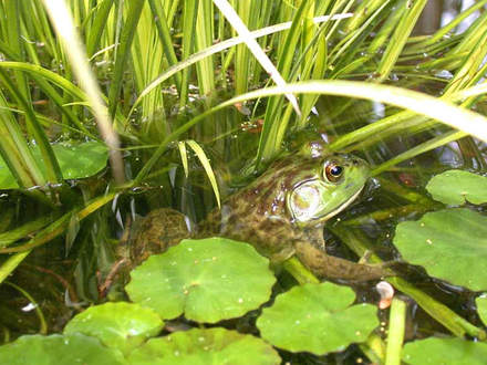 Jeremiah Was A Bullfrog