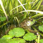 Jeremiah Was A Bullfrog