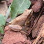 Spring_peeper_backangle_good_8-23-02_med