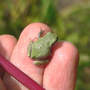 Treefrog_fingers_back_10-02-06_exc_med