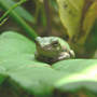 Treefrog_faceme_leaf_10-02-06_exc_med