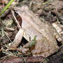 Wood Frog