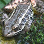 Northern Leopard Frog