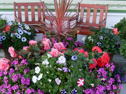 A garden flower photo