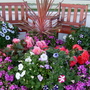 A garden flower photo