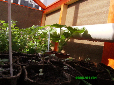 A garden flower photo