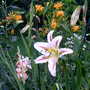 Summer_04_254
