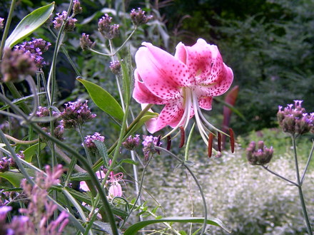 speciosum rubrum lily