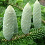 Abies numidica 'Pendula'