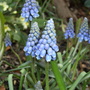 apr Muscari (Muscari botryoides (Grape hyacinth))