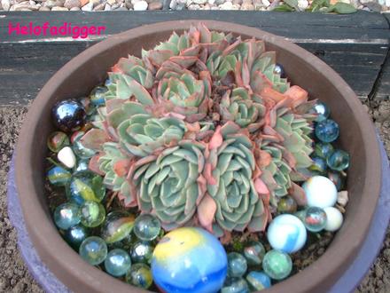 Sempervivum