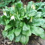 Erythronium californicum 'White Beauty' (Erythronium californicum 'White Beauty')