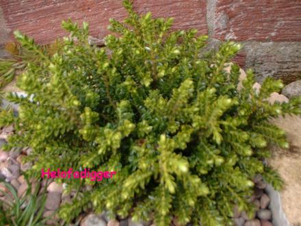 Hebe Green Globe