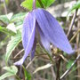 Clematis_alpina__frances_rivis_