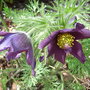 Pulsatilla_vulgaris