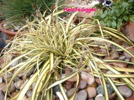 Carex oshimensis 'Evergold'