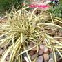 Carex oshimensis 'Evergold'