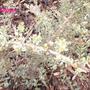 Lonicera-nitida-silver-beauty