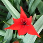 Tulip__fusilier_