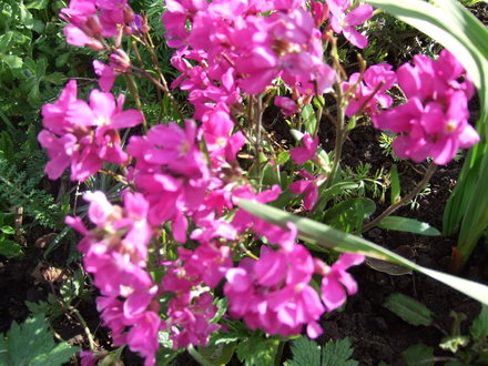 Arabis 'Rose Delight' (Arabis)