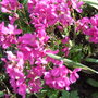 Arabis__rose_delight_