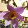 Pulsatilla_vularis