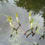 Orontium_aquaticum