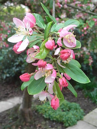 Malus floribunda - close-up (Malus floribunda)