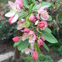 Malus floribunda - close-up (Malus floribunda)
