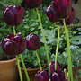 Garden_050