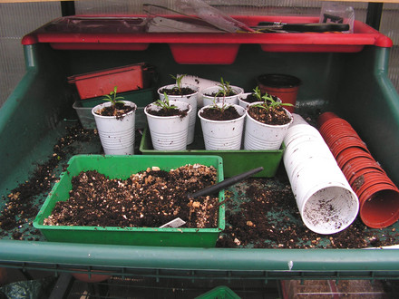 potting up bench