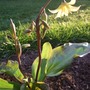 Erythronium 'Pagoda' (Erythronium)