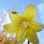 Erythronium 'Pagoda' flower with friend. (Erythronium)