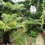 Tree ferns (Dicksonia antarctica (Soft tree fern))