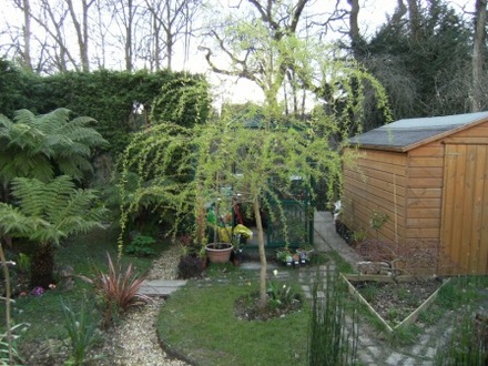 Willow tree