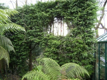hedge with arch and window