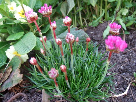 Armeria maritima 'Dusseldorf Pride' (Armeria maritima (Armeria vulgare))