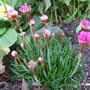 Armeria maritima (Armeria vulgare)