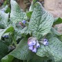 Symphytum asperum (Symphytum asperum)