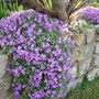Aubrieta cascade (Aubrieta)