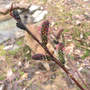 Black Pussy Willow Blooming (Salix gracilistyla)