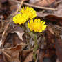 Coltsfoot_4-04-08_good_med