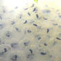 New Frog Eggs